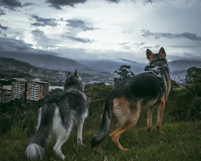 a couple of dogs that are standing in the grass
